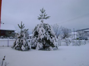 zimna-priroda-brezovicka.jpg