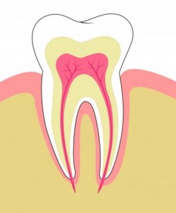 zuby-maju-nervy-prierez-zub2.jpg